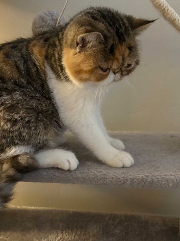 Exotic kittens for sale in london