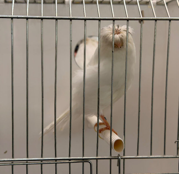 White Lancashire male canary