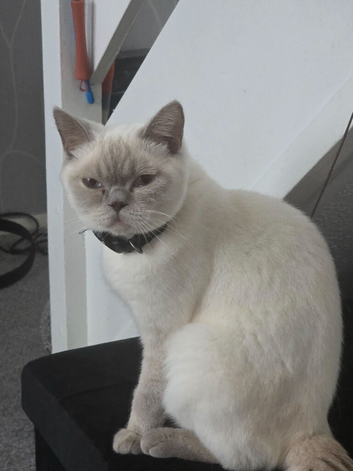 Adorable Blue Point British Longhair Boy Looking for His Forever Home
