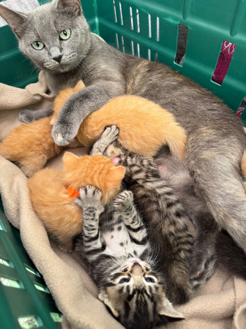 BEAUTIFUL KITTENS TO RESERVE