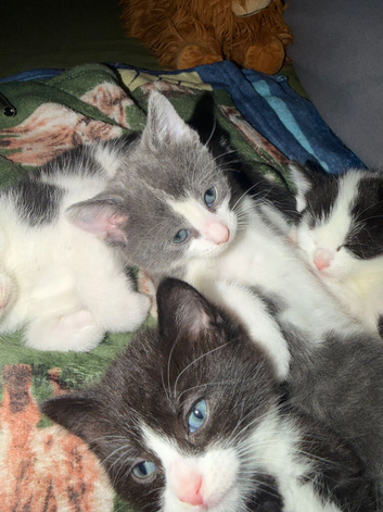 4 kittens (Norwegian forest cross)( around 17th June)