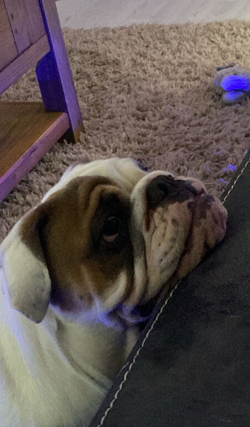 7 month old female english bulldog