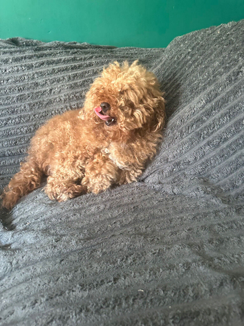 Toy poodle for stud