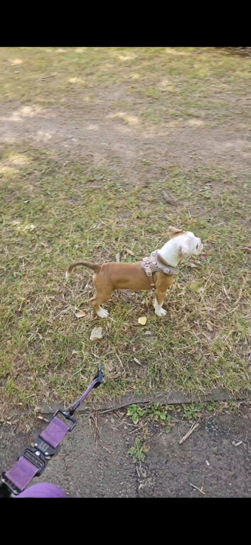 Old tyme/ old english bulldog