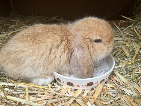 Lop ear rabbits