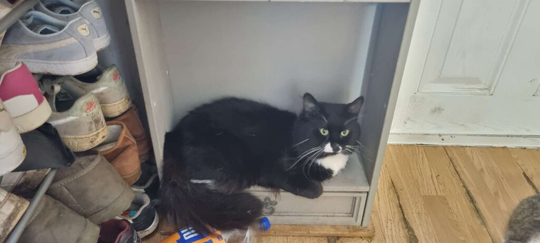 British longhair x maincoone