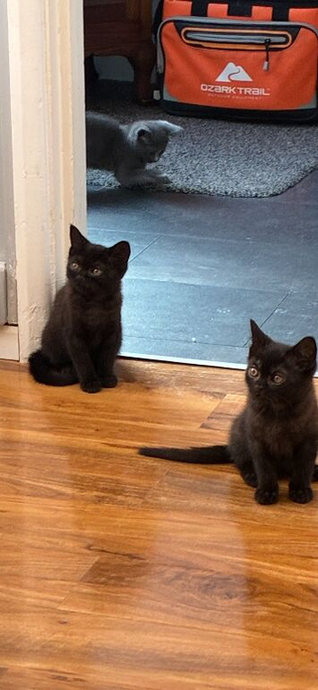 2 beautiful chocolate brown kittens