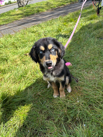 Beautiful female puppy husky cross cocker spaniel