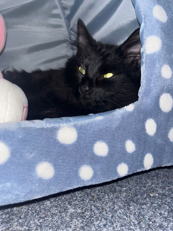 BEAUTIFUL BLACK CAT