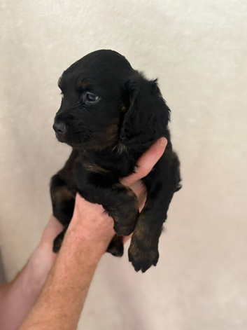 1 last cockerspaniel pup