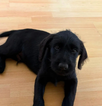 LOVING FOREVER HOME SOUGHT RELUCTANTLY