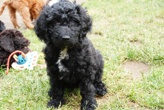Australian labradoodles - Ready Now