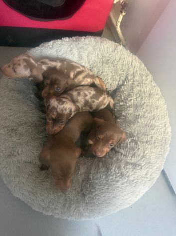 Puppies ready 11th November can be secured by deposit