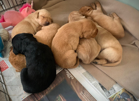 Beautiful KC reg Labrador Puppies