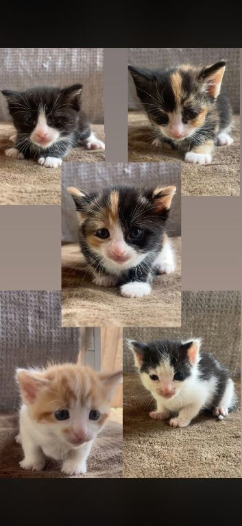 Kittens