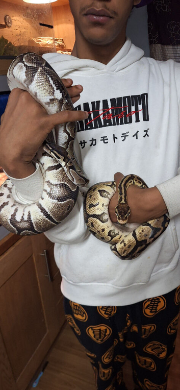 Ball pythons