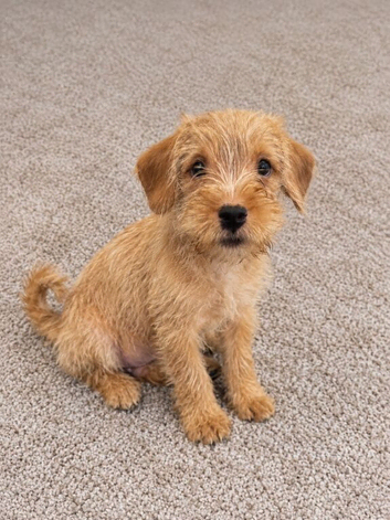 Cavapoo &times; Terrier cross