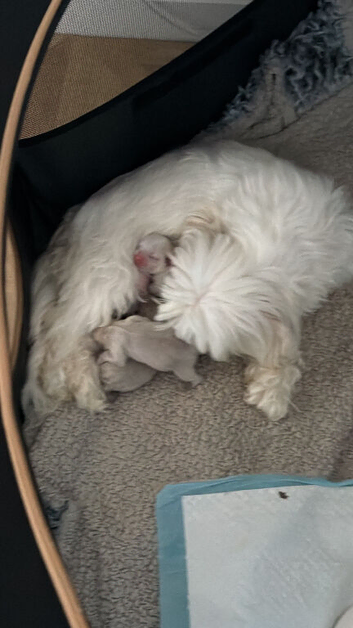 Imperial Shih Tzu puppies for sale