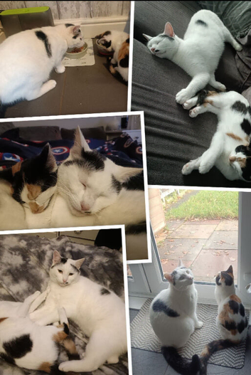 2 bonded cats 1 and 2 year old