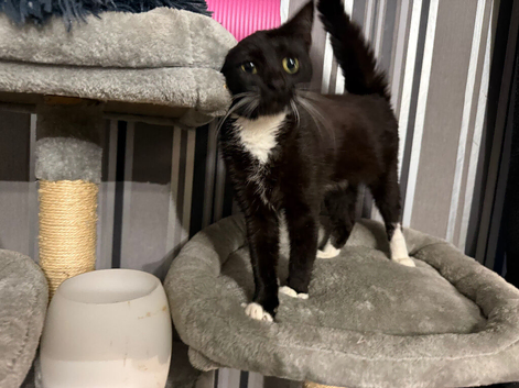 Male kitten 1 year old needs his forever home