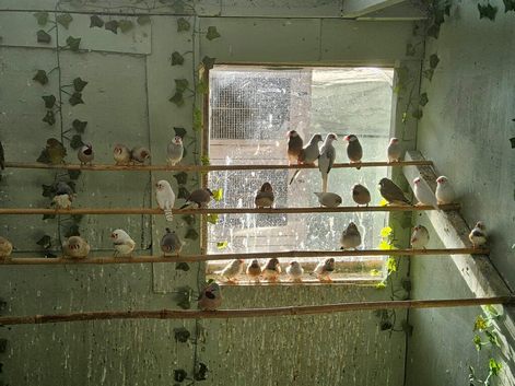 Mixed finches and dimond doves