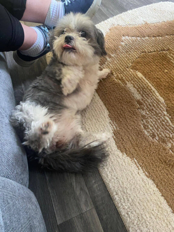 Shihtzu girl 2 years