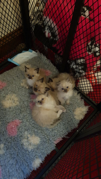 Ragdoll kittens