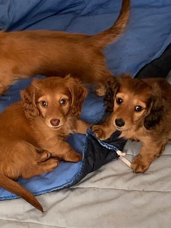 Lovely miniature long haired dachshund
