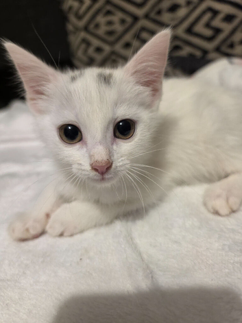 Kittens for sale