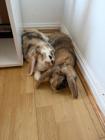 Two males bunny rabbit