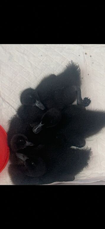 Four Cayuga ducklings