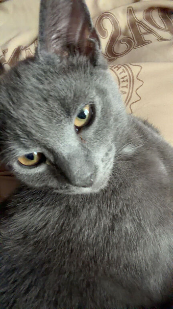 tabby grey kitten