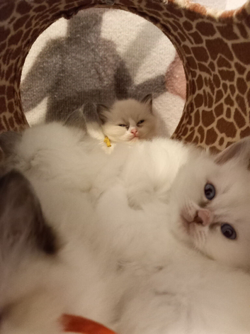 Ragdoll kittens