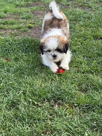 Shih Tzu