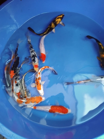 koi carp healthy hand picked koi