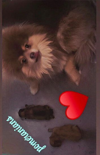 Kc pomeranion puppies