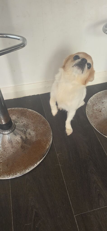 Chihuahua girl