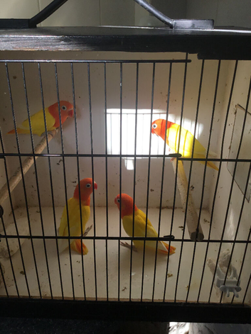 Opaline ino, greens and yellows