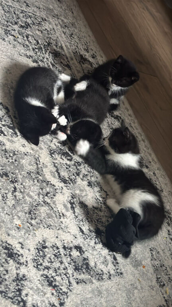 4 Kitens mum Russian blue & dad white and black.