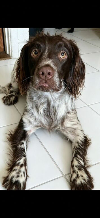 English Springer Spaniel/Labradoodle puppy&rsquo;s