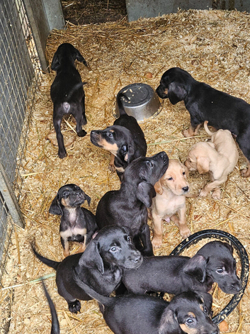 Labradore x bloodhound