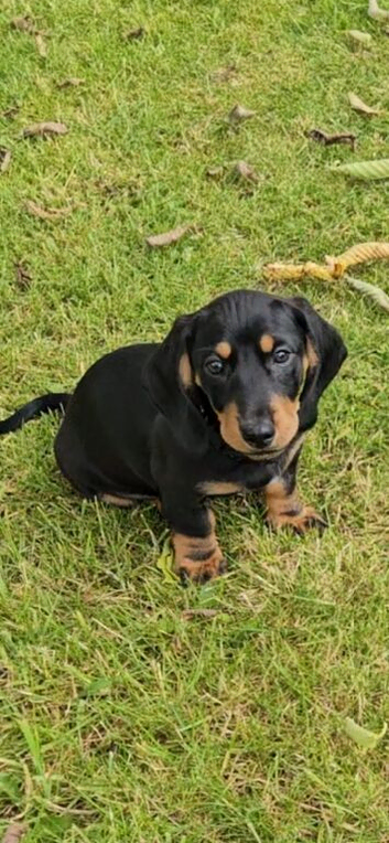 Black tan dachshunds
