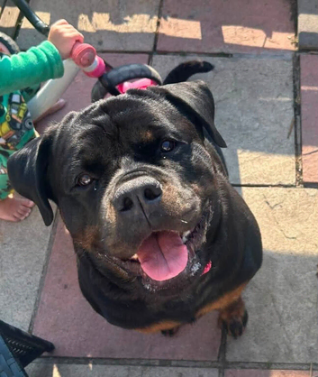 Very sweet stunning multi cham. pedigree Rottweiler female needs a home