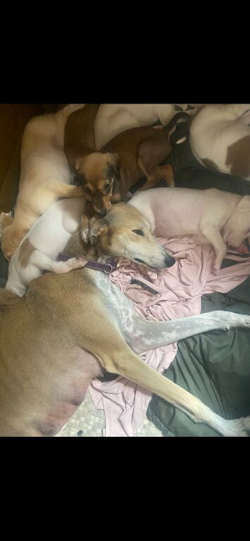 Whippet pups