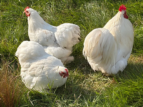Gorgeous Point of Lay Pekin Bantam Hens