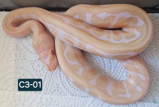 Piebald and albino ball pythons
