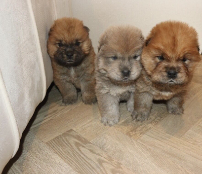 beautiful KC registered chow chow puppies