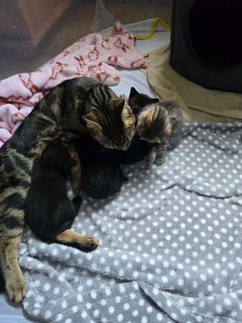 4 beautiful kittens