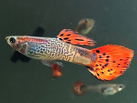 Snakeskin Guppy ( 1 male + 1 female ), Fry Snakeskin Guppy.  Pick up in Croydon. in Croydon