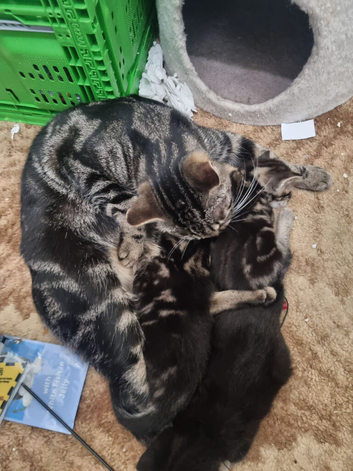 Beautiful Kittens Looking for Loving Homes
